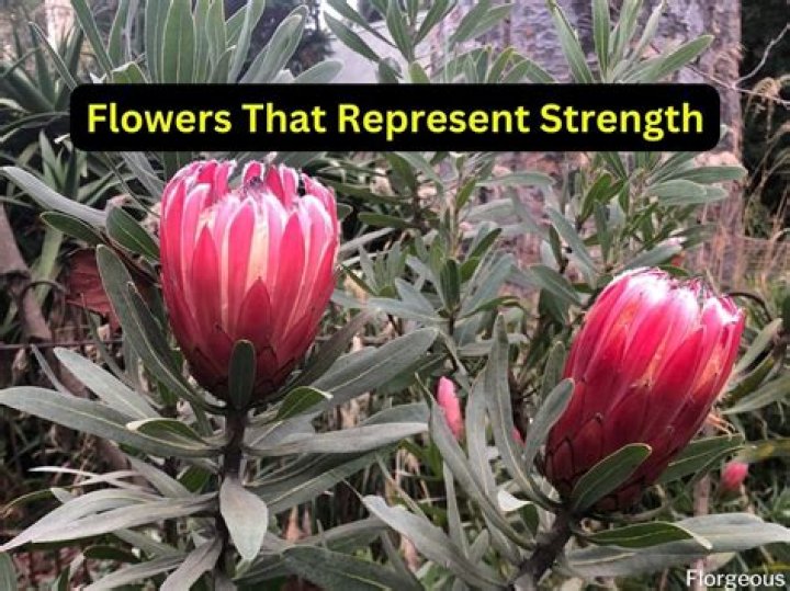 Unveil The Flower That Embodies Strength And Courage