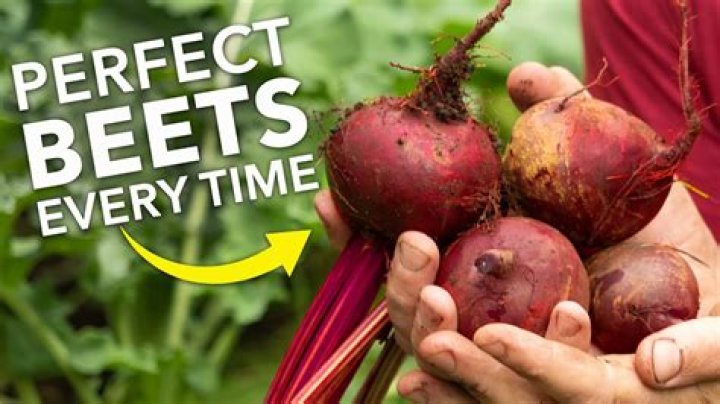 Your Guide To Perfect Beet Preparation